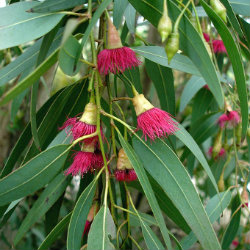 Fluffy Eucalyptus Flowers